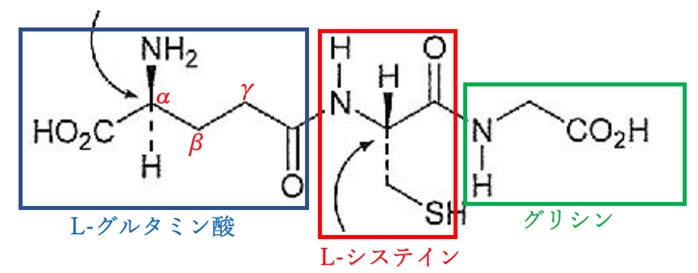 グルタチオンの構成アミノ酸,ジスルフィドへの酸化 96回問14de